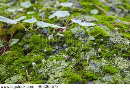 Little Mushroom Growing Between Navelworts On Wet Green Tree Bark. Closeup