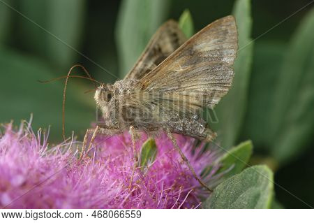 Natural Closeup On The Silver Y Owlet Moth, Autographa Gamma On Pink Flower In The Garden
