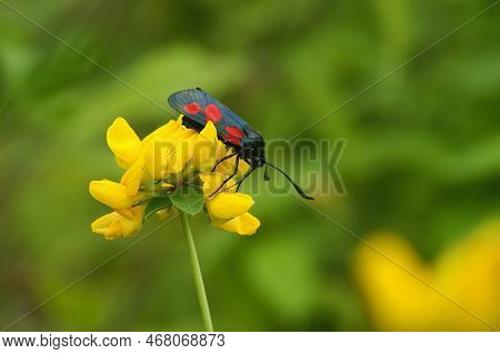 Natural Closeup On A Colorful Blue Red Metallic Colored Five Spot Burnet Moth, Zygaena Trifolii, Sit