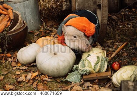 A White Mini Pig Sits In A Wicker Basket. Autumn Photo
