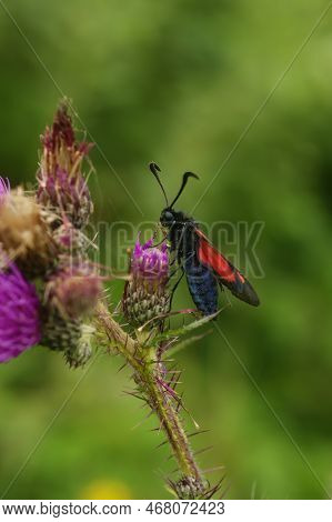 Natural Vertical Closeup On A Colorful Blue Red Metallic Colored Five Spot Burnet Moth, Zygaena Trif