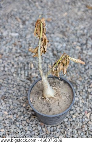 Adenium Small Plant In A Plastic Pot Frostbitten In Cold Weather
