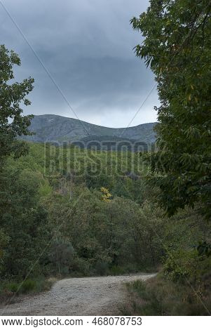 Heidi Dirt Forest Track In Chestnut Forest And Mountains In Background In Vertical