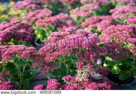 Winter Blossoming Garden Plant, Pink Flowers Of Sedum Ornamental Plant