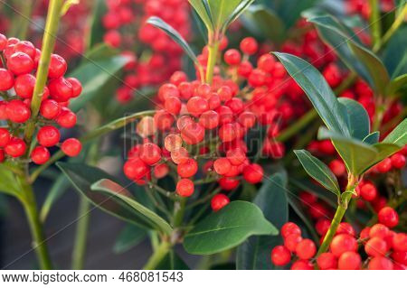 Red Berries Of Winter Blossoming Garden Plant, Evergreen Skimmia Japonica  Ornamental Plant