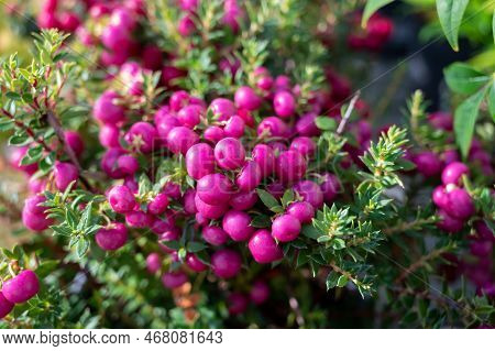 Beautiful Garden Plant For Winter With Red Or Pink Berries Gaultheria Teaberry Plant