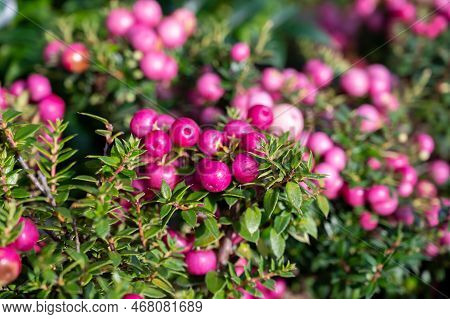Beautiful Garden Plant For Winter With Red Or Pink Berries Gaultheria Teaberry Plant