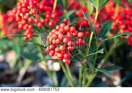 Red Berries Of Winter Blossoming Garden Plant, Evergreen Skimmia Japonica  Ornamental Plant