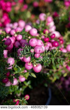 Beautiful Garden Plant For Winter With Red Or Pink Berries Gaultheria Teaberry Plant