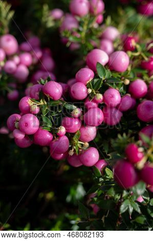 Beautiful Garden Plant For Winter With Red Or Pink Berries Gaultheria Teaberry Plant
