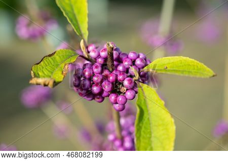 Purple Berries Of Callicarpa Ornamental Plant, Garden Plant For Winter Season
