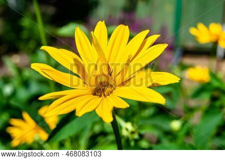 Fine Wild Growing Flower Aster False Sunflower On Background Meadow