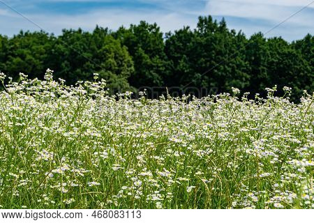 Beautiful Wild Growing Flower Mexican Daisy On Background Meadow