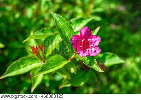 Photography On Theme Beautiful Wild Growing Flower Weigela