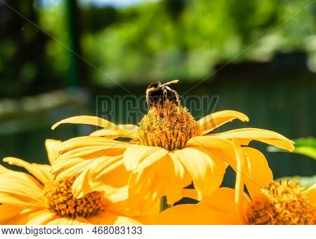Beautiful Wild Flower Winged Bee On Background Foliage Meadow