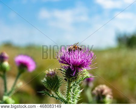 Beautiful Wild Flower Winged Bee On Background Foliage Meadow