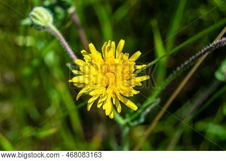 Beautiful Wild Growing Flower Yellow Dandelion On Background Meadow