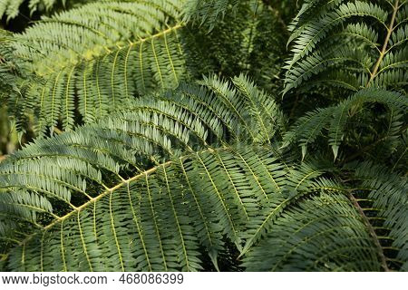 Background From The Branches Of Jacaranda Mimosifolia . Selective Focus.closeup. Wallpaper. High Qua