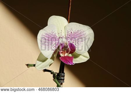 Floral Concept. Orchid Growing Tips. How Take Care Of Orchid Plants Indoors. Most Commonly Grown Hou