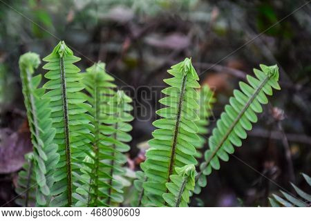 Nephrolepis Exaltata, The Sword Fern Is Admired For Able To Survive With Fairly Low Levels Of Water,