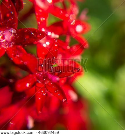 Macro Photo. Red Egyptian Starcluster(starflower) Flower And Water Drops. Green Blurred Background O