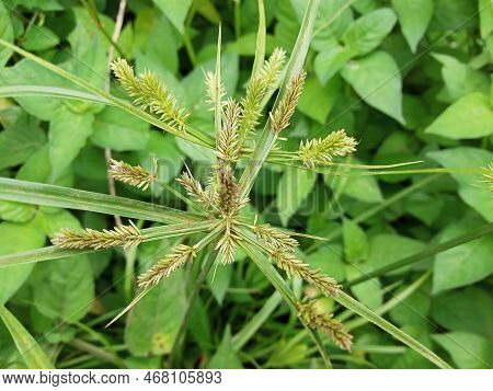 Closeup Cyperus Rotundus Or Nut Grass Or 