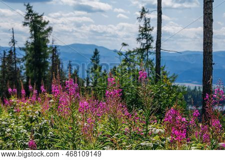 Beautiful Summer Landscape - Footpath In High Tatras Mountains, Lush Forest And Pink Fireweed Or Elo