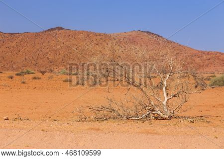 Namibian Landscape, Red Ground And African Vegetation Around. Damaraland, Homelands In South West Af