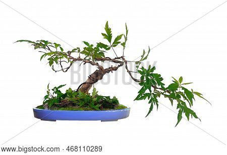 A Small Bonsai With Leaves Similar To Maple Leaves.,betel Nut Maple