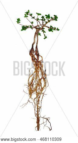 Small Premna Trees Wash Roots To Change Pots For Bonsai Raw Materials.
