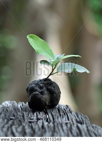 The Ficus Superba Seedlings Are Planted For Planting.