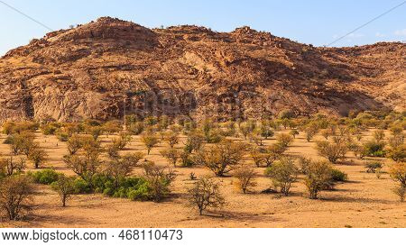 Namibian Landscape, Red Ground And African Vegetation Around. Damaraland, Homelands In South West Af