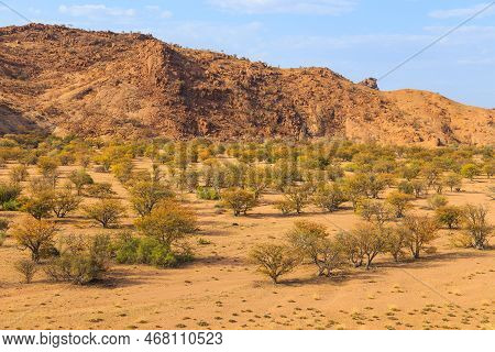 Namibian Landscape, Red Ground And African Vegetation Around. Damaraland, Homelands In South West Af