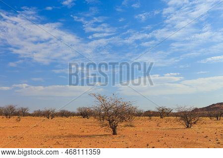 Namibian Landscape, Red Ground And African Vegetation Around. Damaraland, Homelands In South West Af