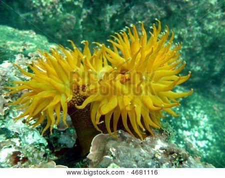 Laajennettu Anemona