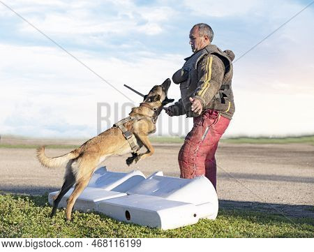 Young Belgian Shepherd Training In The Nature For Security