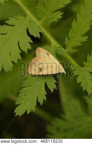 Natural Closeup On A Straw Dot Moth, Rivula Sericealis , Sittting In Green Vegetation