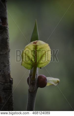 Single Leaf Potrait Took In Park Chikmagalur