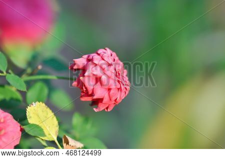 Rose Or Pink Rose ,rosa Hybrida Or Rosa Or Rosaceae Or Rosa Chinensis Jacq Var Minima Voss Or Small 