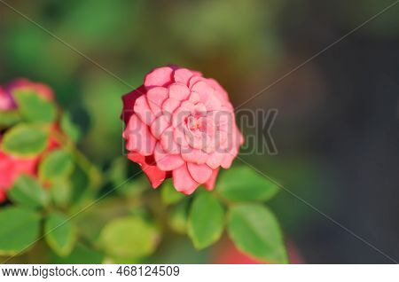 Rose Or Pink Rose ,rosa Hybrida Or Rosa Or Rosaceae Or Rosa Chinensis Jacq Var Minima Voss Or Small 