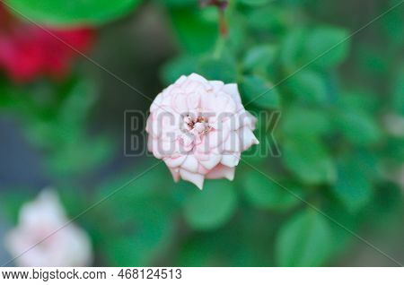Rose Or Pink Rose ,rosa Hybrida Or Rosa Or Rosaceae Or Rosa Chinensis Jacq Var Minima Voss Or Small 