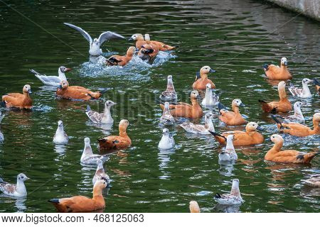 A Flock Of Shelducks And Seagulls Swim In The Water. Group Of Common Shelducks, Tadorna Tadorna, And
