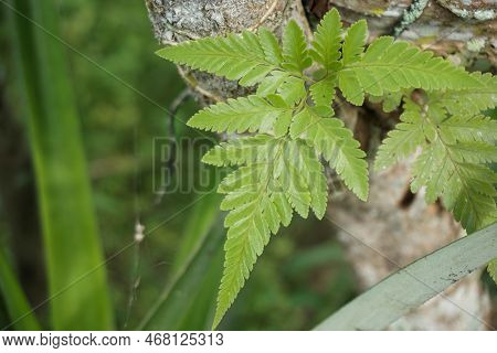 A Fern Grows On A Pomegranate Tree With Copy Space