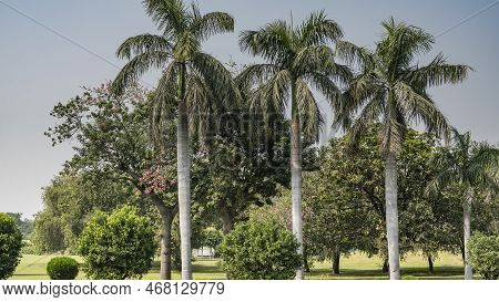 Tall Royal Palms  Roystonea    Grow In A Row In The Park. Smooth Trunks And Spreading Leaves Against