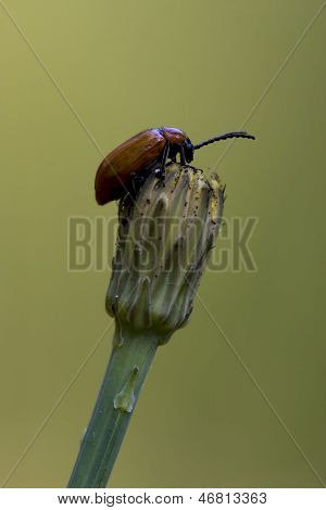 Anatis Coleoptera On A Flower