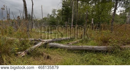 Deadfall In A Maine Swamp In Early Fall