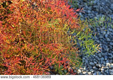 Thunberg's Meadowsweet ( Spiraea Thunbergii )autumn Leaves And Flowers Blooming Out Of Season.rosace