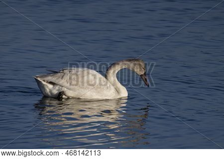 The Tundra Swan (cygnus Columbianus), Young Bird On The Lake. This Is A Small Swan.