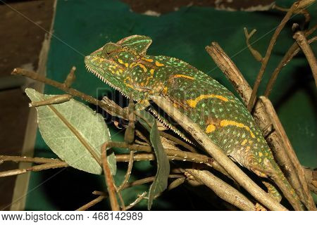 Detailed Closeup On A Veiled Chameleon, Chamaeleo Calyptratus, In A Terrarium At The Zoo