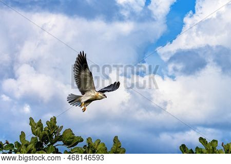 A Black-shouldered Or Black-winged Kite, Elanus Caeruleus, In The Masai Mara, Kenya. This Small Hawk